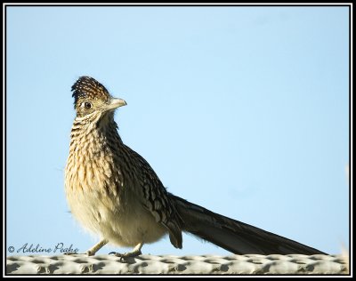 Greater Roadrunner