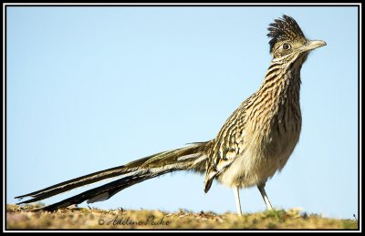 Greater Roadrunner