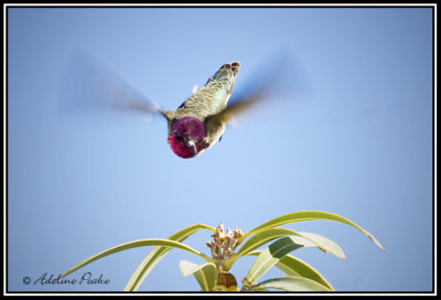 Anna's Hummingbird