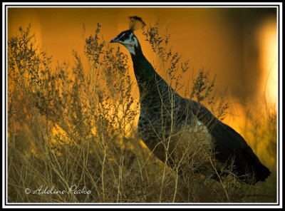 Female Peacock