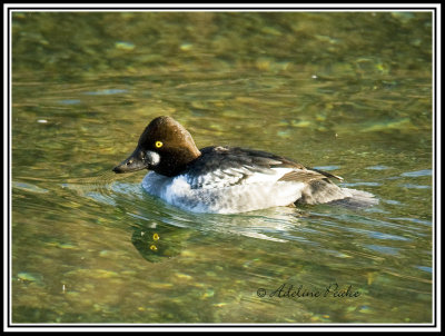 Female Common Goldeneye