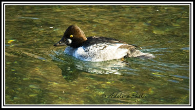 Female Common Goldeneye