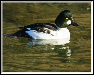 Male Common Goldeneye