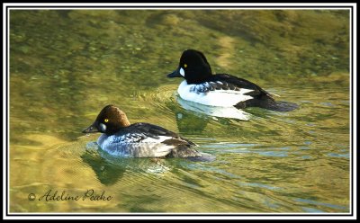  Common Goldeneye Ducks