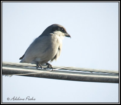 Northern Shrike