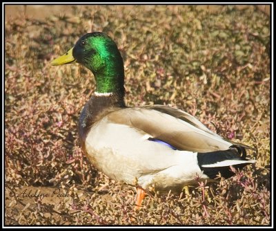 Male Mallard