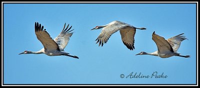 Sandhill Cranes