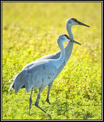 Sandhill Cranes