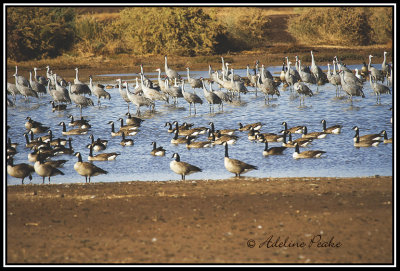 Sandhill Cranes and Canada Geese