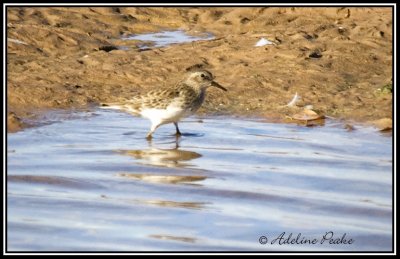 Dunlin?