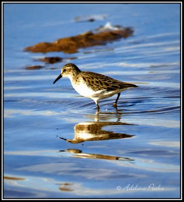 Dunlin?
