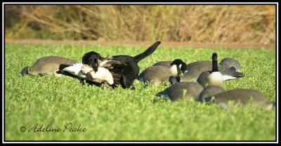 Goose Hunt