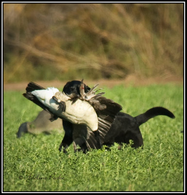 Goose Hunt