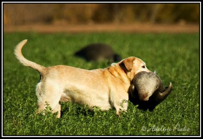 Goose Hunt