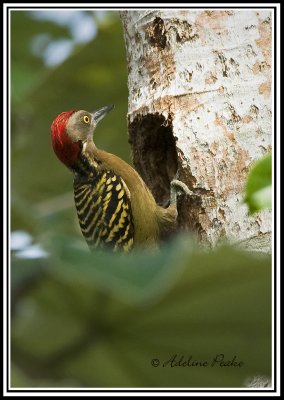 Hespaniolian Woodpecker