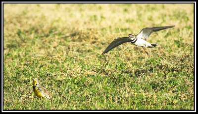 Killdeer