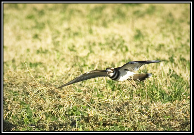 Killdeer