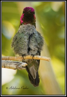 Anna's Hummingbird