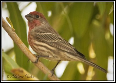 House Finch