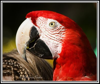 Parrot Portrait