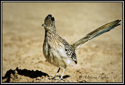 Greater Roadrunner