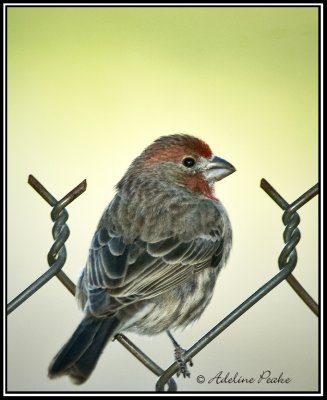 Purple Finch