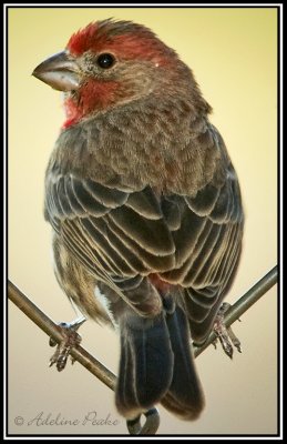 Purple Finch