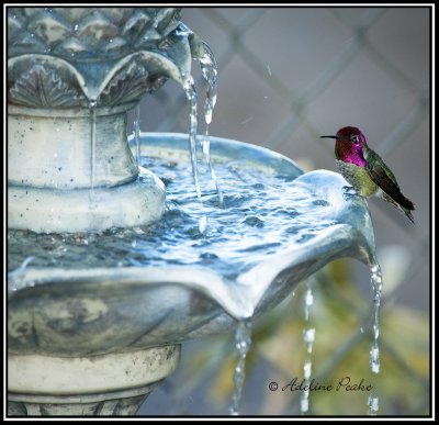 Anna's Hummingbird at the fountain