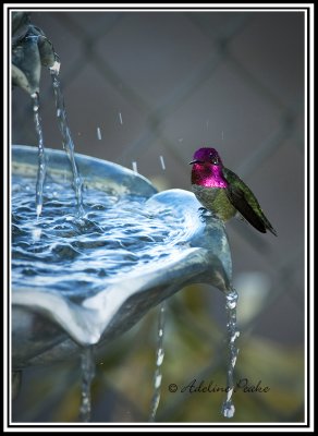 Anna's Hummingbird at the fountain