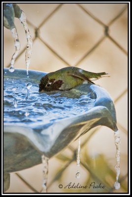 Anna's Hummingbird at the fountain