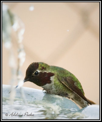 Anna's Hummingbird at the fountain