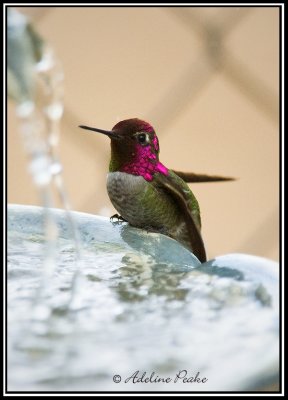 Anna's Hummingbird at the fountain