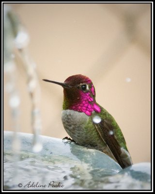 Anna's Hummingbird at the fountain