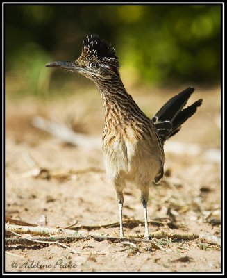 Greater Roadrunner