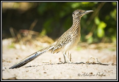 Greater Roadrunner