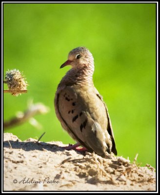 Common-ground Dove