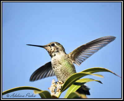 Anna's Hummingbird
