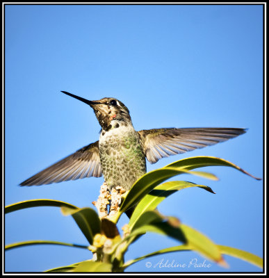 Anna's Hummingbird