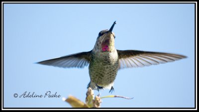 Anna's Hummingbird