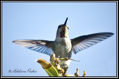 Anna's Hummingbird