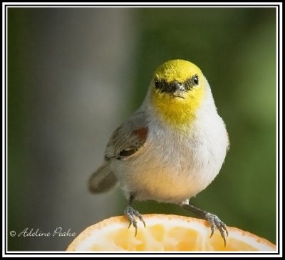 Verdin
