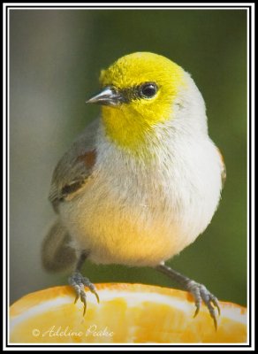 Verdin