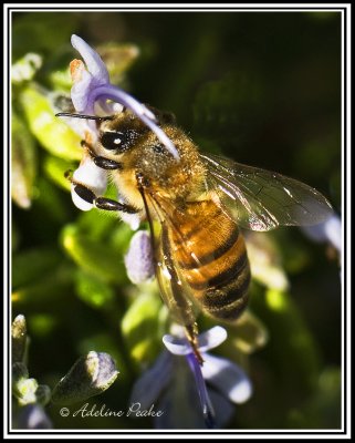 bees