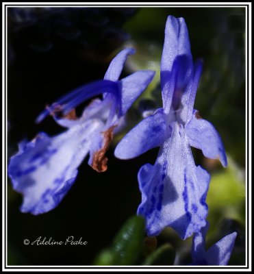 Rosemary Flowers