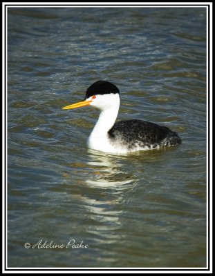 Female Clark's Grebe