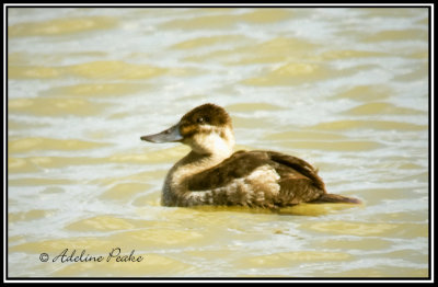 Female Ruddy Duck ( Winter)