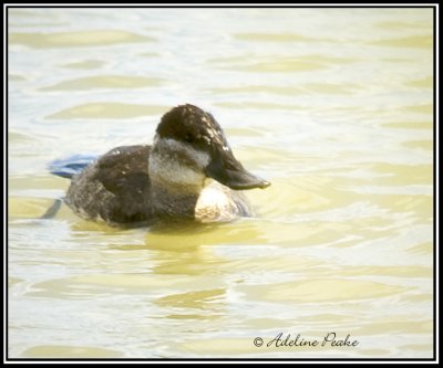 Female Ruddy Duck ( Winter)