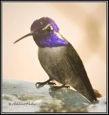 Male Costa Hummingbird