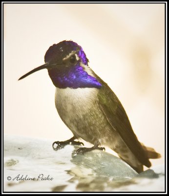 Male Costa Hummingbird