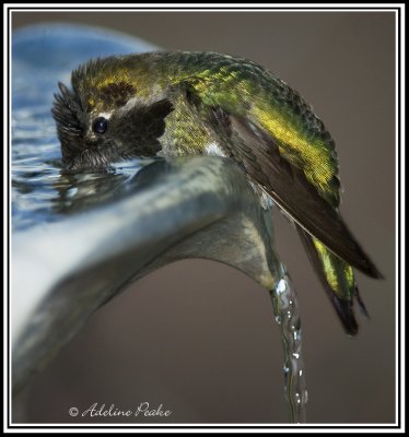 Male Costa Hummingbird taking a bath